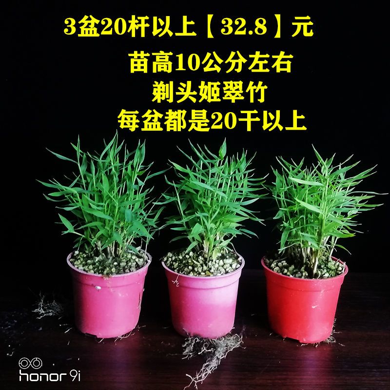 日本姬翠竹米竹澳洲风竹花卉室内小植物办公室盆栽四季常青绿植 虎窝拼