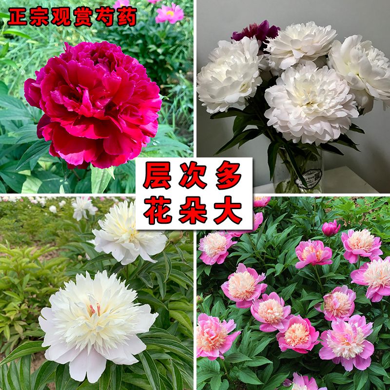 菏泽正宗芍药花苗盆栽四季进口重瓣牡丹花苗花卉庭院观赏芍药花根