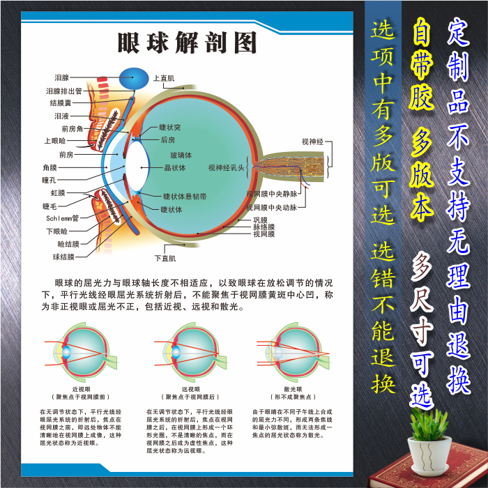眼睛眼球结构图眼球解剖图剖面图眼科海报挂图展板墙贴宣传画图片