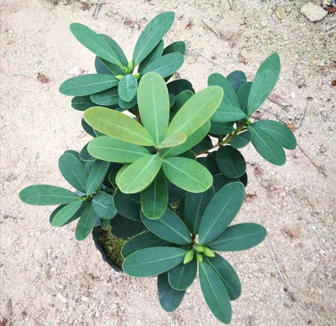 名贵稀少四季杜鹃茶花福建龙岩室内阳台庭院绿植花卉好养包邮L