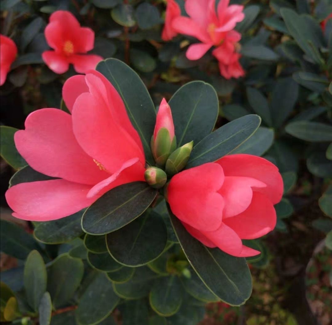 名贵稀少四季杜鹃茶花福建龙岩室内阳台庭院绿植花卉好养包邮L