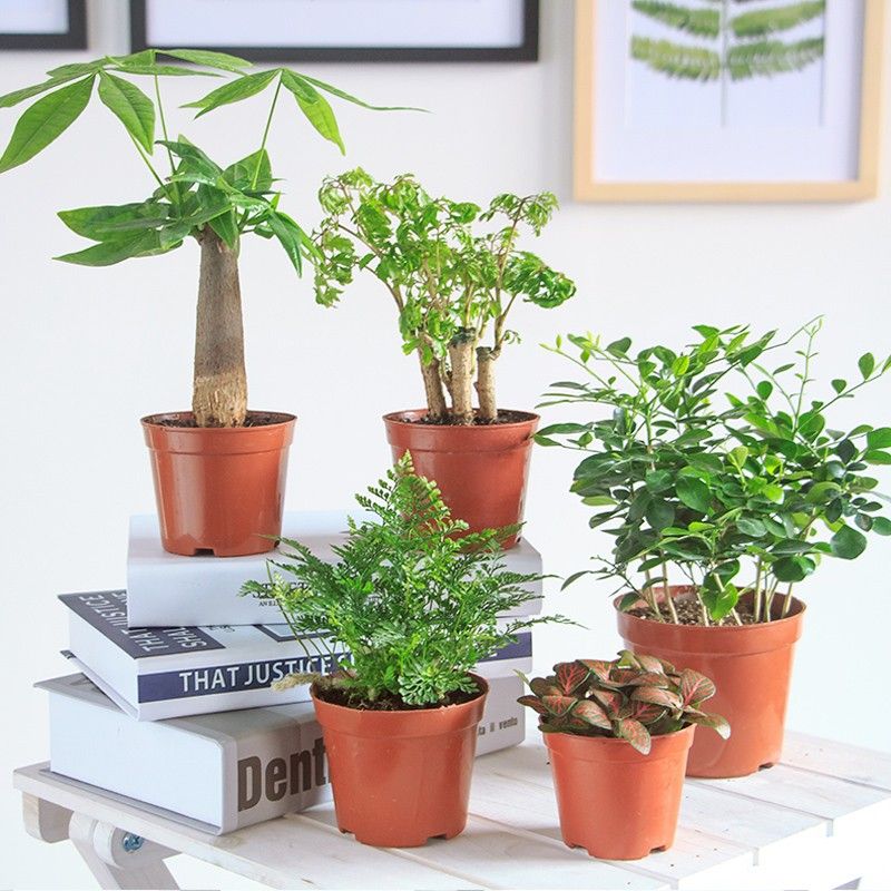 盆栽植物室内花卉绿植文竹办公室盆栽水培植物小盆栽