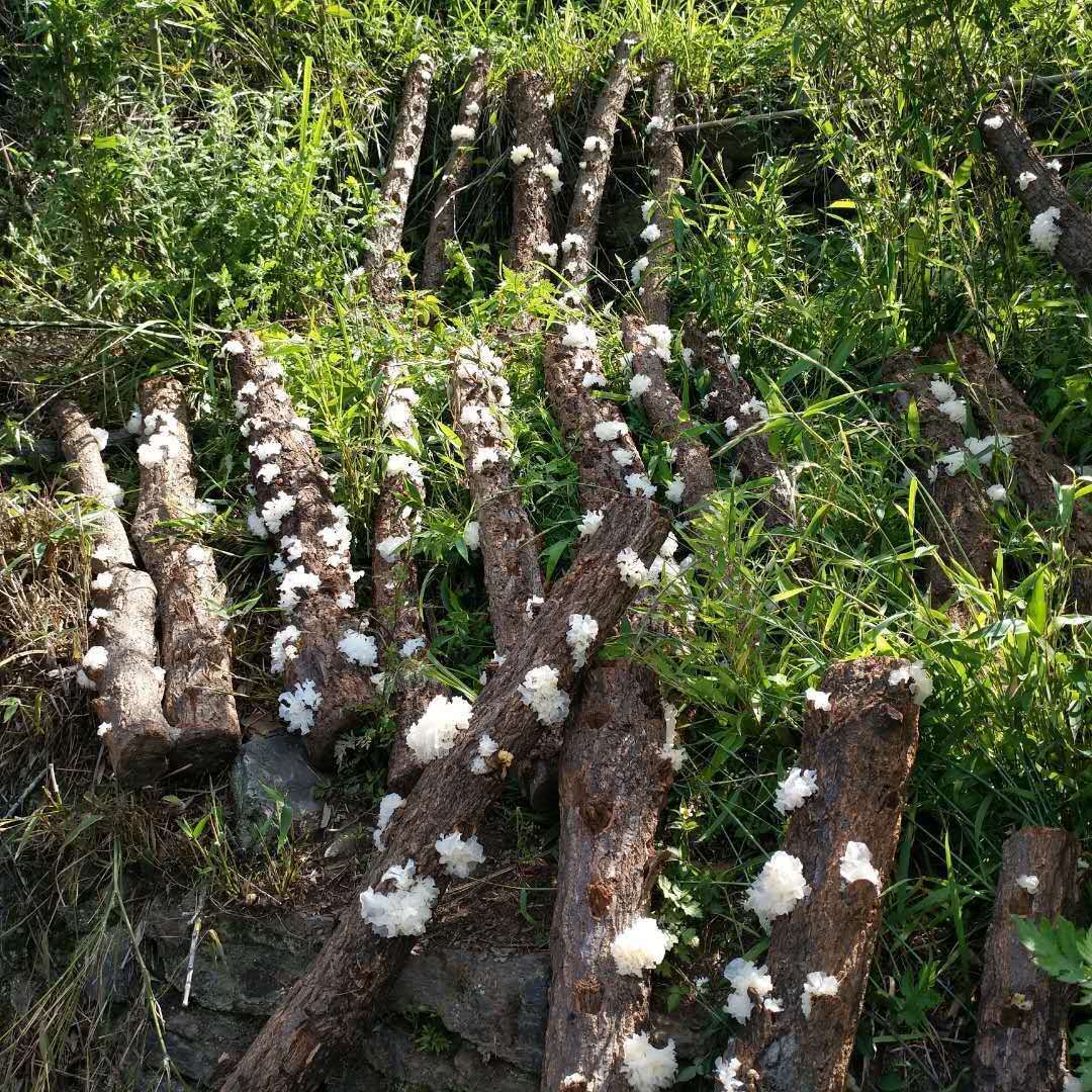 其地理環境優越,氣候適合於野生銀耳的生長,成熟的銀耳由山農親自進山