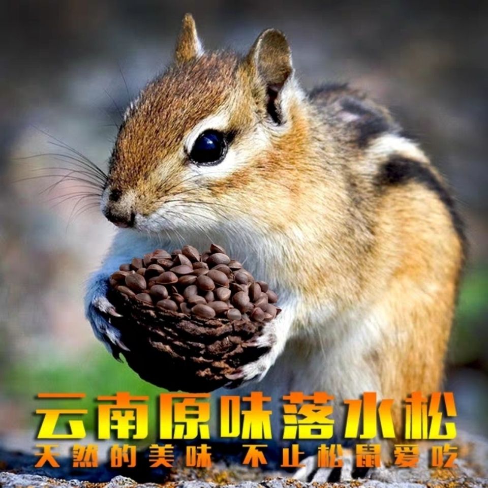 松鼠松子粮华山马尾金花雪地魔王松鼠吃的粮食飞鼠食物主食生饲料
