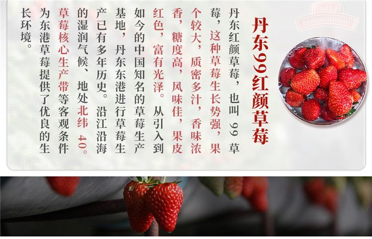 丹东99草莓新鲜东港红颜九九草莓整箱当季水果新鲜草莓空运