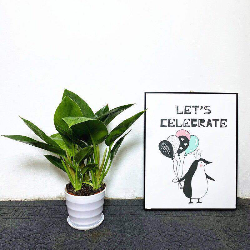 盆栽花卉室内大型绿植 bdb5be933e7fb7fb30211c8b78dc49cf.jpeg