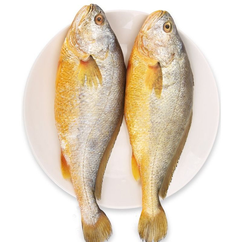 新鲜大黄鱼黄花鱼鲜活冷冻海鲜黄鱼1斤新鲜海鱼冰鲜包邮