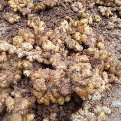 新鲜农味鲜 四川金堂小黄姜 生姜 老姜 生姜种子 辣姜1-8斤多规格