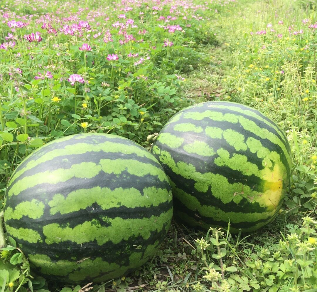 水果西瓜海南麒麟西瓜新鲜超甜应季水果少籽瓜热带水果现摘现发麒麟瓜