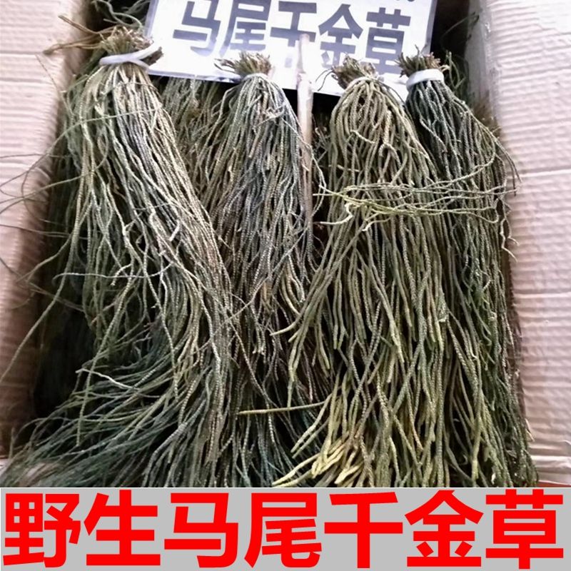 马尾千金草100克 野生马尾千金草千斤草 马尾青青草飞龙伸筋草