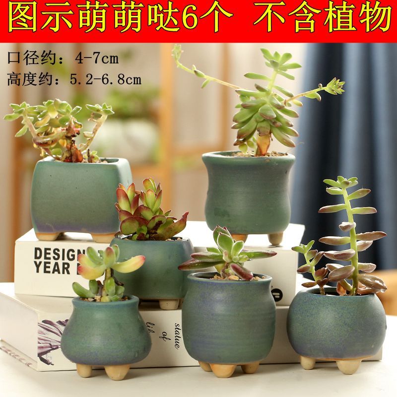 多肉小花盆特价 ee25a1ca-a2f3-4d19-8dfd-a020717a8746.jpg