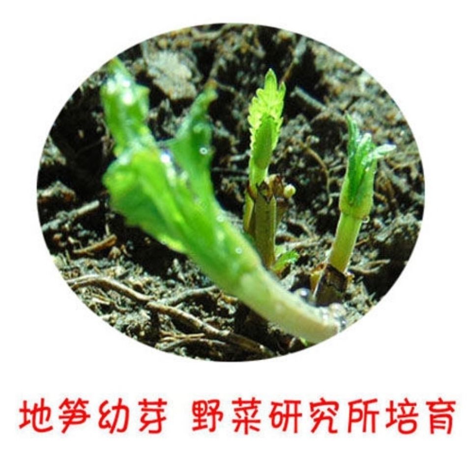 螺丝果地笋种苗虫草参地参盆栽露天栽培繁殖快易成活好管理 虎窝拼