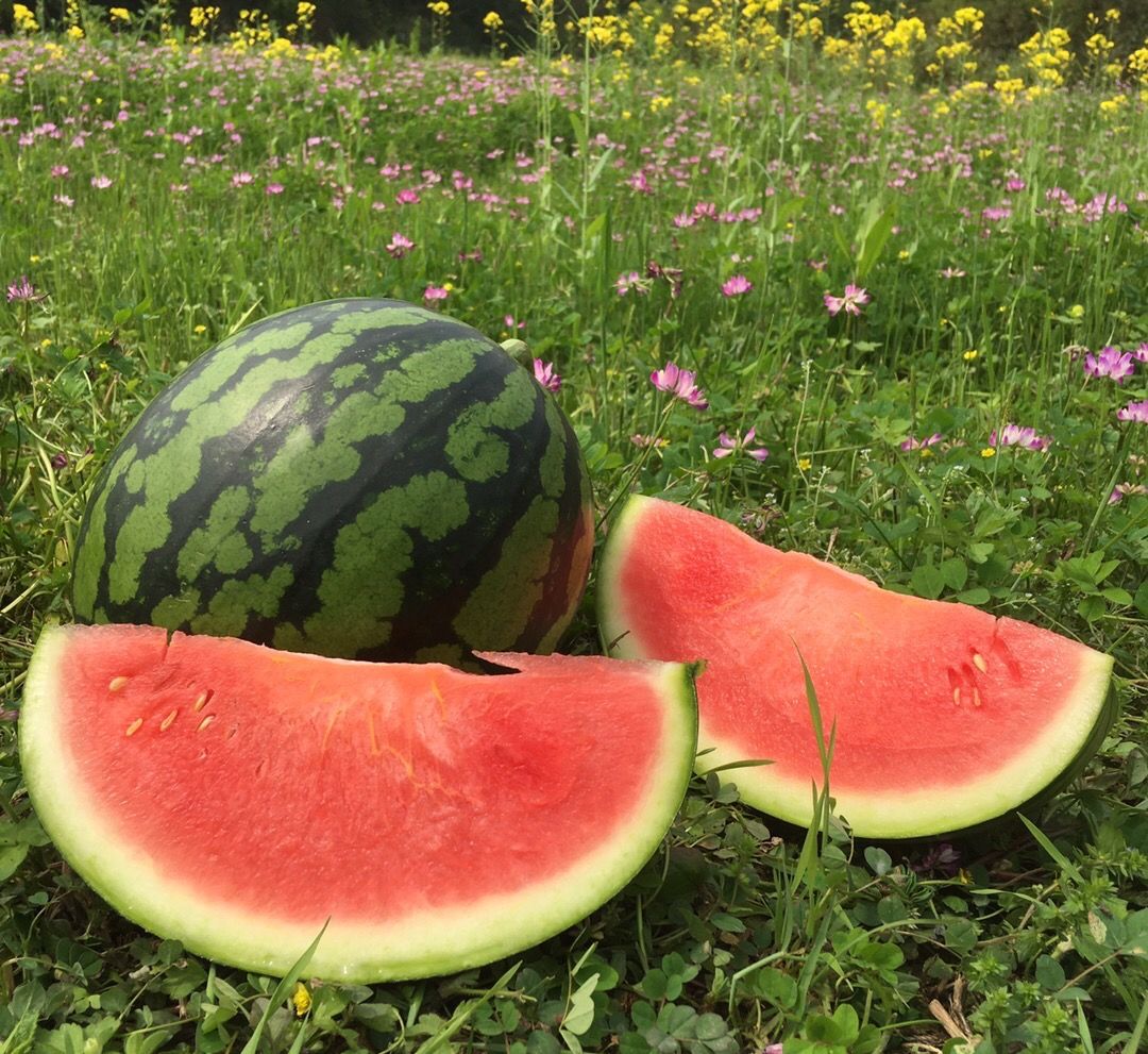 水果西瓜海南麒麟西瓜新鲜超甜应季水果少籽瓜热带水果现摘现发麒麟瓜