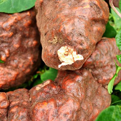 乾农汇贵州深山正宗纯野生新鲜何首乌白发转黑发脱掉生发泡茶煲汤