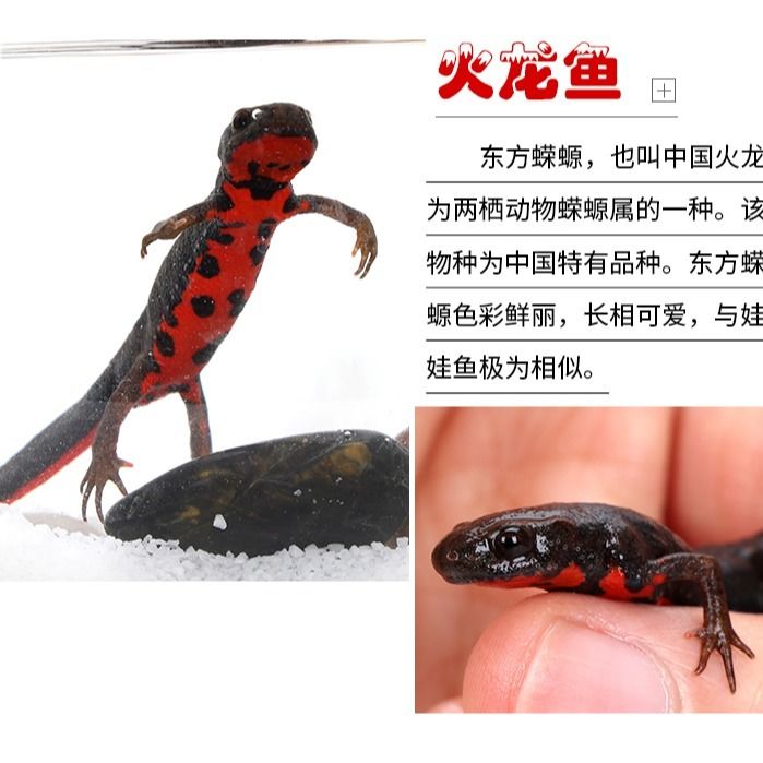 东方蝾螈鱼娃娃鱼小火龙鱼活体冷水清道夫鱼垃圾鱼工具鱼清洁鱼缸