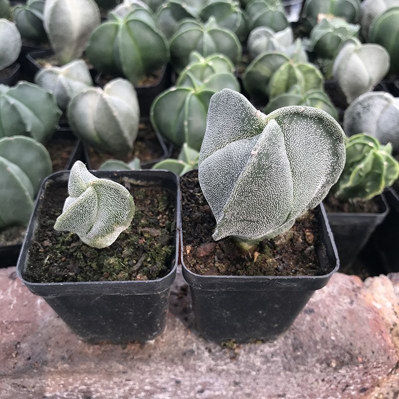 不扎手银沙琉璃核桃鸾凤玉仙人球实生三角鸾凤玉紫皮兜多肉植物 虎窝拼