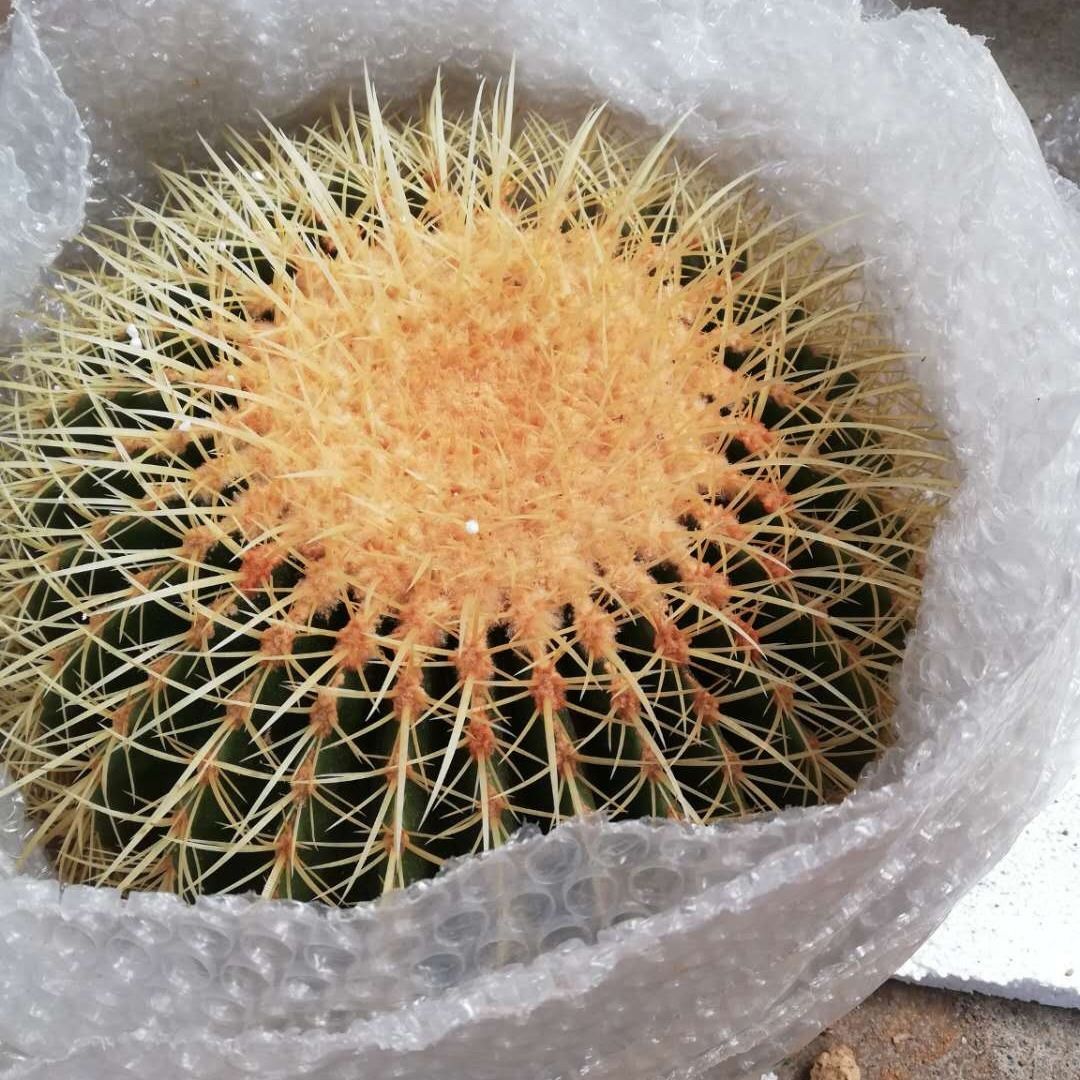 多肉仙人球 超大金虎仙人球美虎办公室防辐射盆栽 精品多肉防辐射