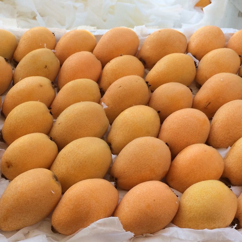 莆田特产鸡蛋大枇杷水果现摘热卖大五星琵琶新鲜孕妇非攀枝花米易