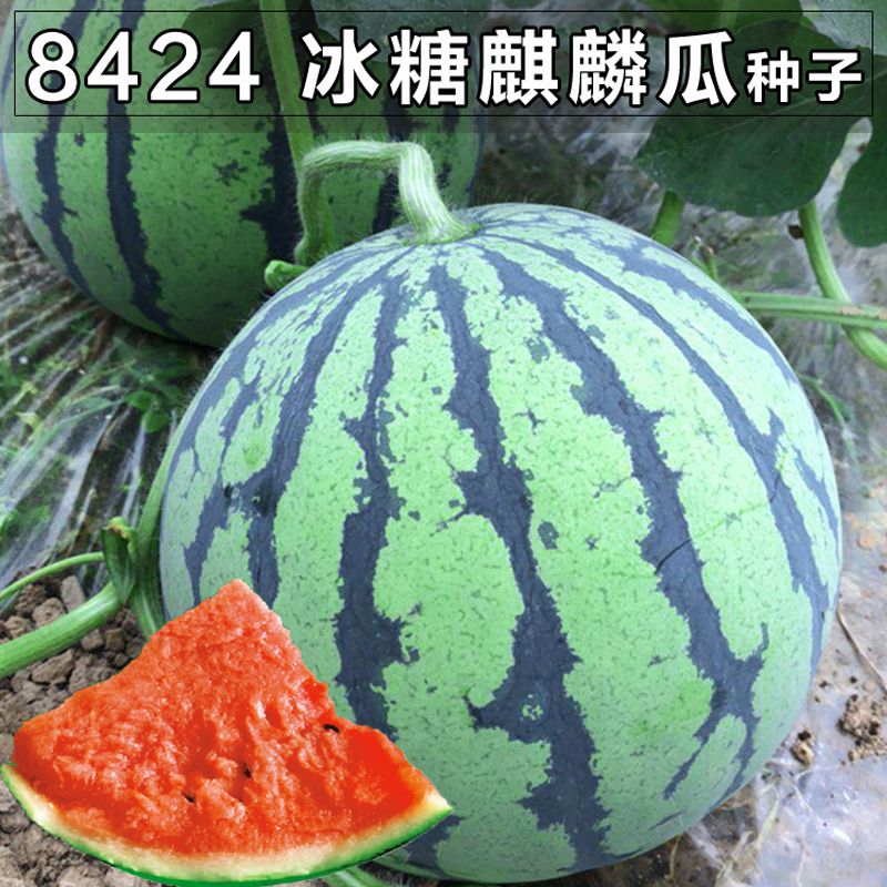 西瓜多少天发芽 411ace6d-2ef5-429d-bb40-24f63cbd1f7e.jpg