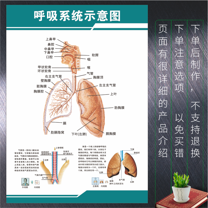 呼吸系统示意图医院人体解剖图肺部呼吸系统海报画疾病预防宣传图【2