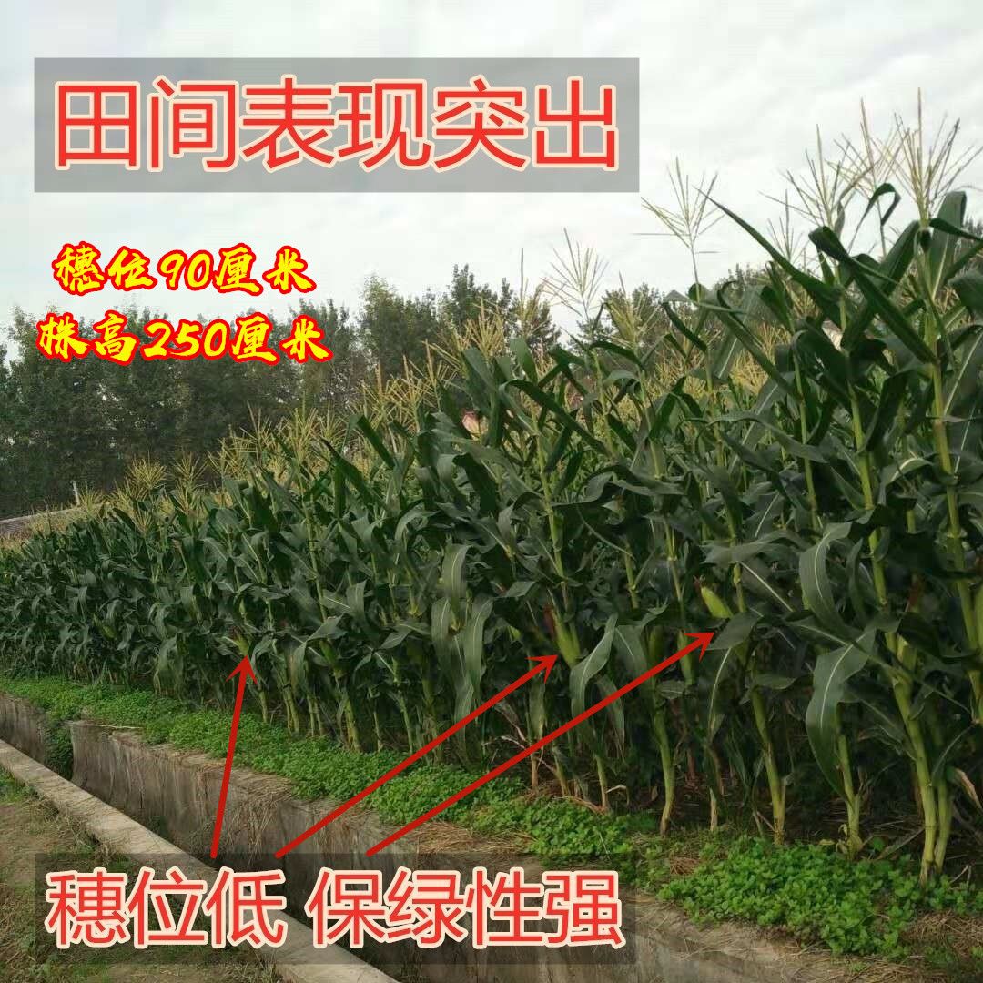 南方适合种什么农作物 d2e6bb13-ee75-4025-999b-98ae13449ba6.jpg
