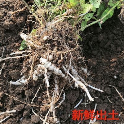 螺丝果地笋种苗虫草参地参盆栽露天栽培繁殖快易成活好管理 虎窝拼