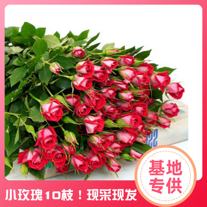 批发【基地直销】多头小玫瑰鲜花批发鲜花真花鲜花花束 家用
