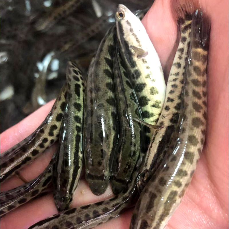 黑鱼苗活体淡水养殖乌鱼苗生鱼苗财鱼苗观赏鱼好养放生鱼黑鱼苗