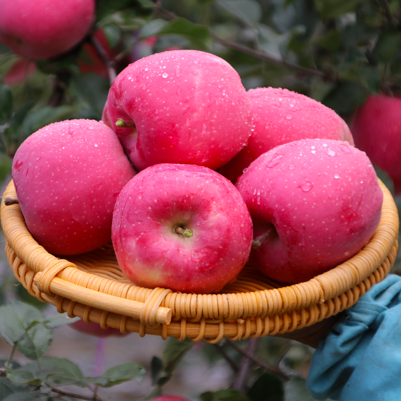 甘肃静宁红富士苹果当季5斤10斤冰糖心新鲜水果一整箱包邮批发