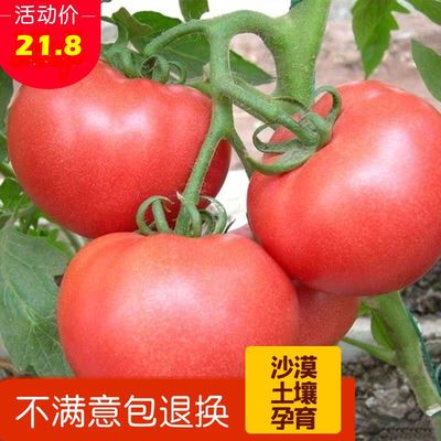 扶农自然熟甘肃沙漠沙瓤西红柿3/5斤番茄新鲜蔬菜现摘现发洋柿子