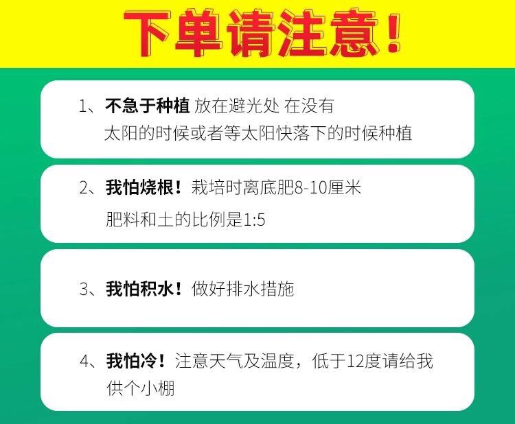 【良种瓜苗】3/5/10颗西瓜苗8424嫁接苗西瓜苗子秧蔬菜苗西瓜特小凤麒麟西瓜特大无籽西瓜苗圃包邮