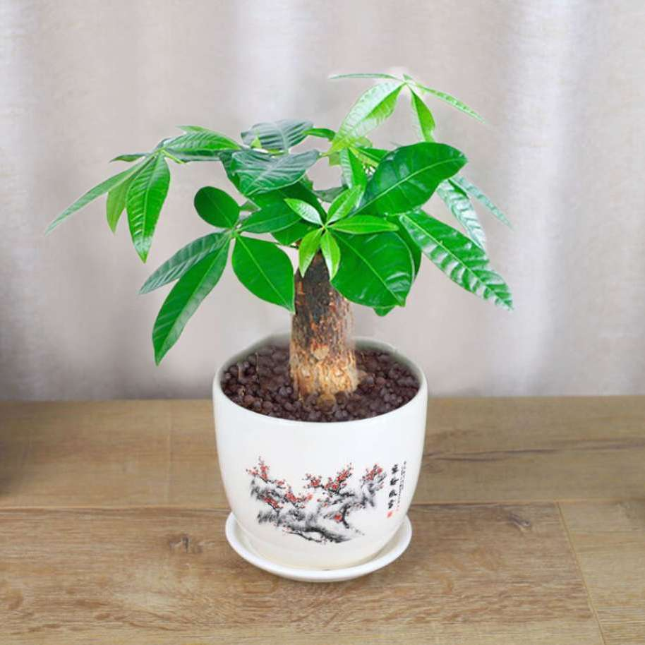 四季发财树盆栽植物绿植盆栽室内外招财树小盆景小盆栽吸甲醛树苗