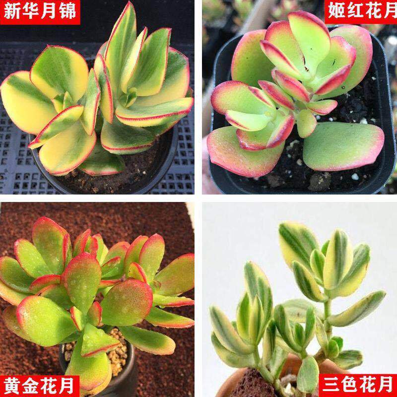 精品多肉植物新花月锦黄金花月三色花月锦姬红花月多肉【3月16日发完