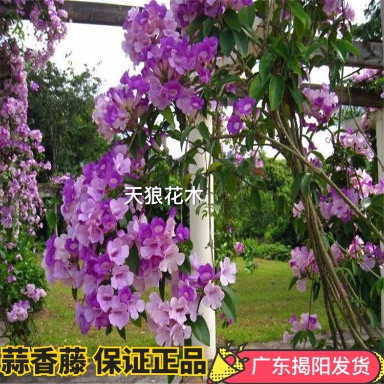 秋冬开花攀援花卉蒜香藤阳台庭院盆栽紫铃藤蒜香藤花苗绿篱爬藤 虎窝拼