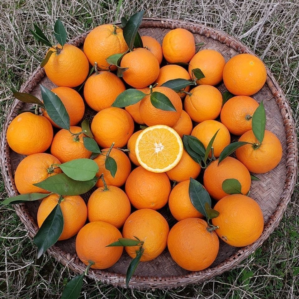 【特价5斤】桂林高山脐橙新鲜橙子水果鲜果橙手剥脐橙孕妇水果