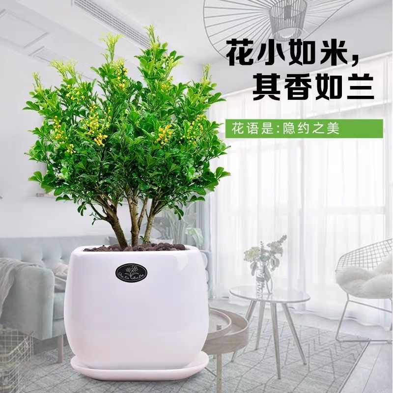 室内绿植盆景基地 38638ee2-7823-49cc-928a-22539043e663.jpg