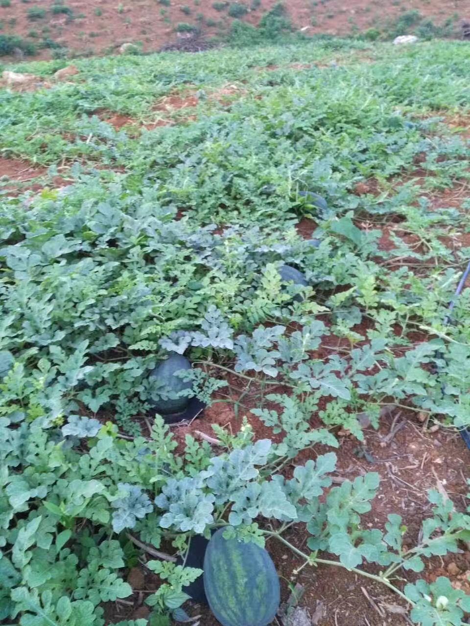 水果西瓜海南麒麟西瓜新鲜超甜应季水果少籽瓜热带水果现摘现发麒麟瓜