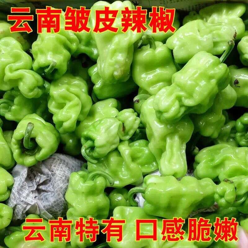 云南新鲜皱皮辣椒虎皮辣椒青辣椒辣味清脆新鲜蔬菜圆椒装包邮