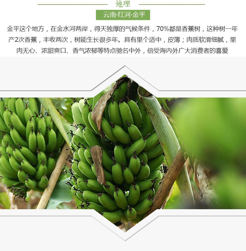 云南10斤自然熟香蕉新鲜孕妇水果批发当季整箱非红皮小米蕉芭蕉