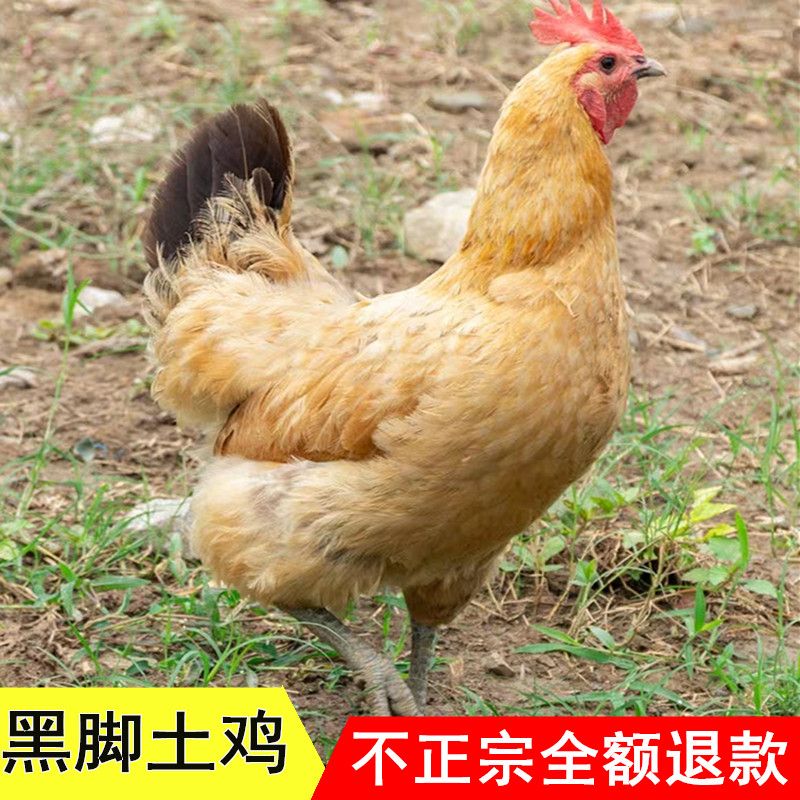 【新品】【黑脚单只净重4-3.5斤】正宗3年农家散养老母鸡整鸡土鸡