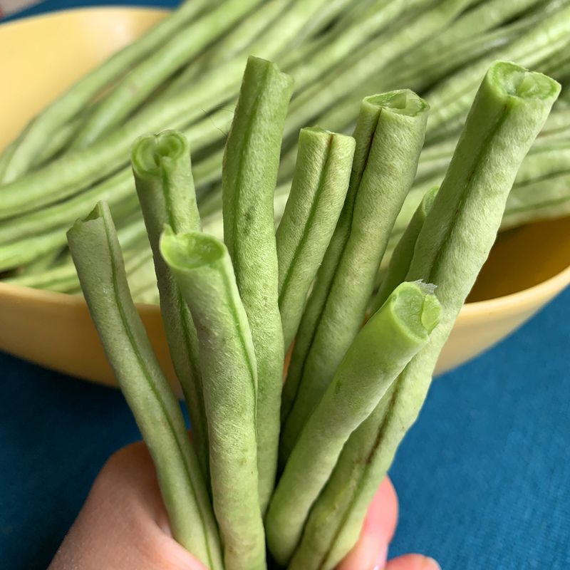 四川四季豆新鮮芸豆長豆角農家蔬菜包郵甜青豆角扁豆油角批發包郵