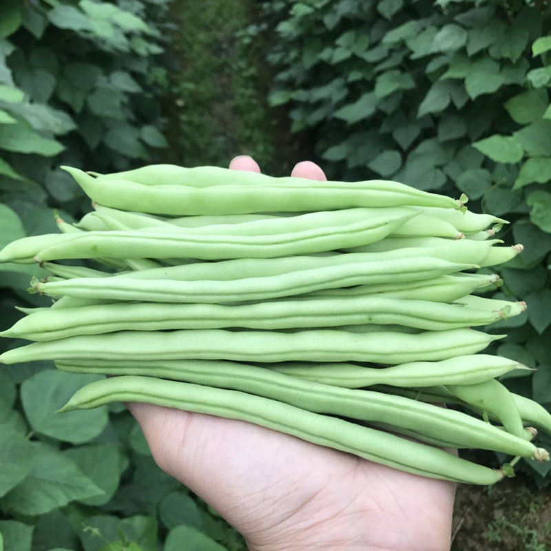 四川四季豆新鮮芸豆長豆角農家蔬菜包郵甜青豆角扁豆油角批發包郵