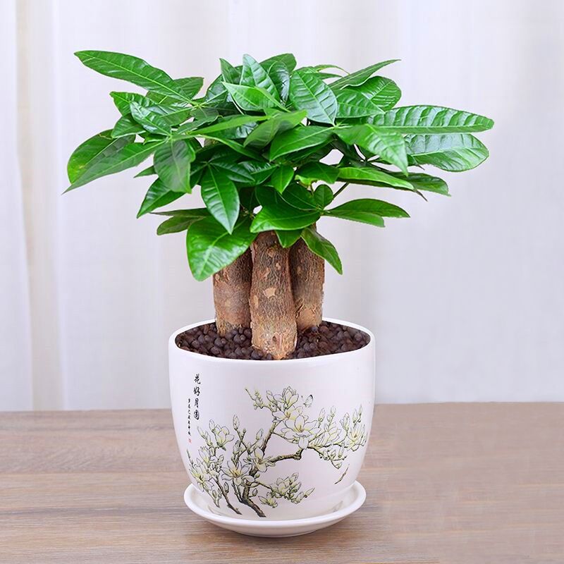 四季发财盆景甲醛室内外树苗绿植盆栽