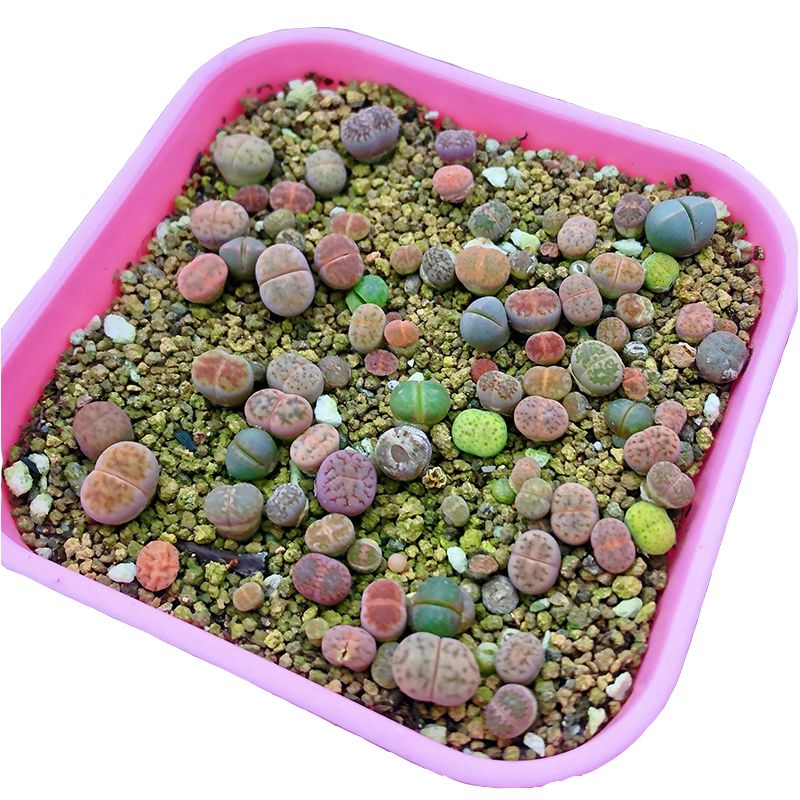 多沫园艺生石花石头话屁屁花番杏科多肉植物pp绿植盆栽 虎窝拼