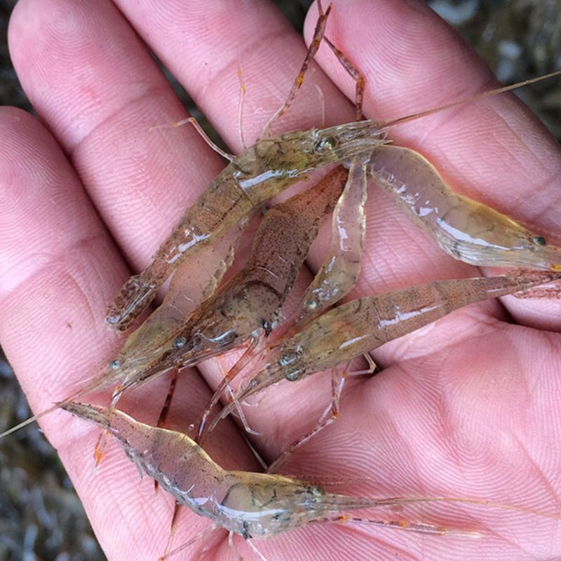 【当日捕捞】淡水小河虾冷冻活体新鲜青虾湖虾水产急冻小草虾醉虾