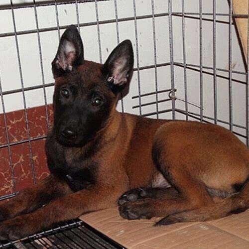 幼崽最大的贵州马犬两个月军犬领养活体爆红马犬混血领养【3月21日发