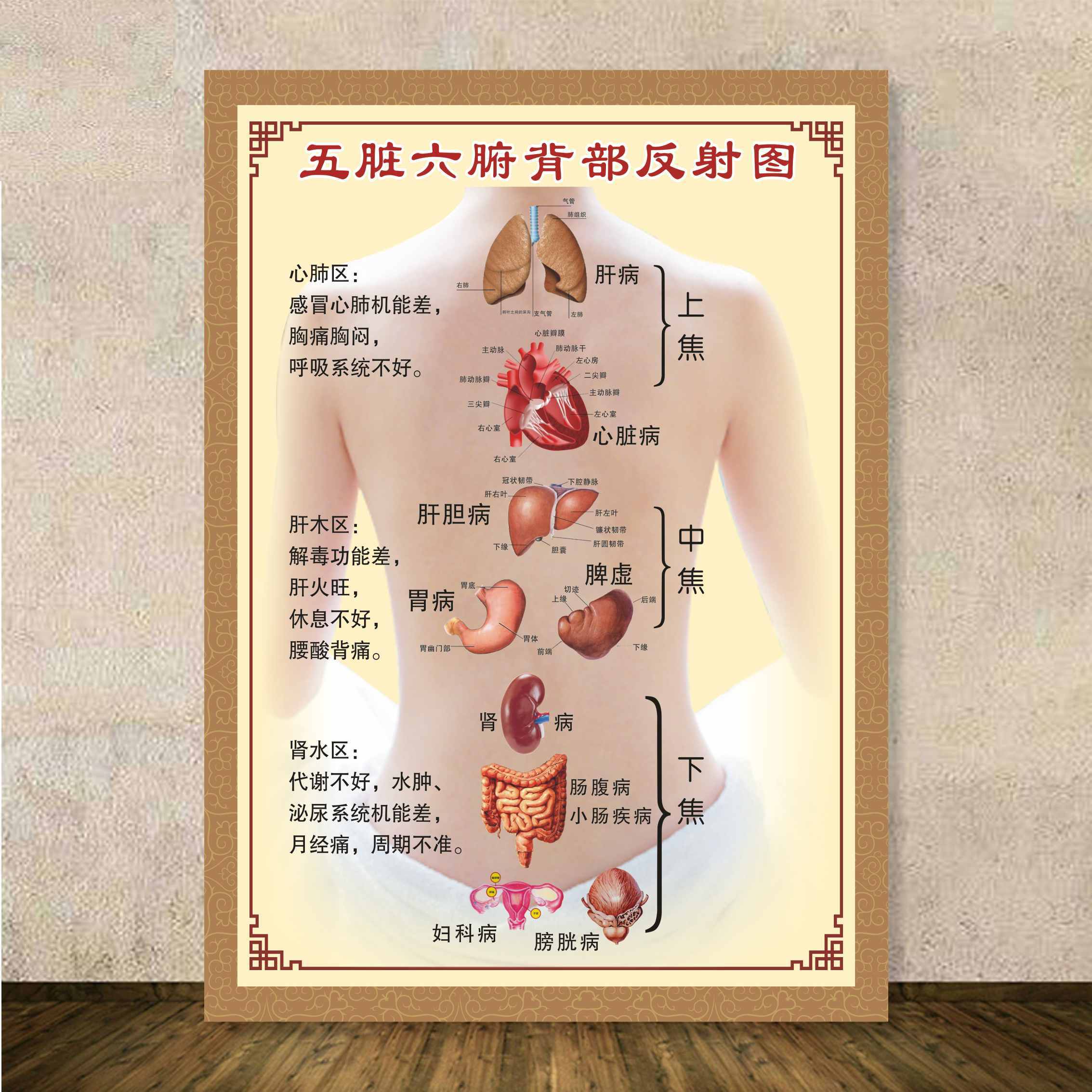 五脏六腑艾灸图解人体背部经络穴位图大挂图全身中医美容院墙贴【2月