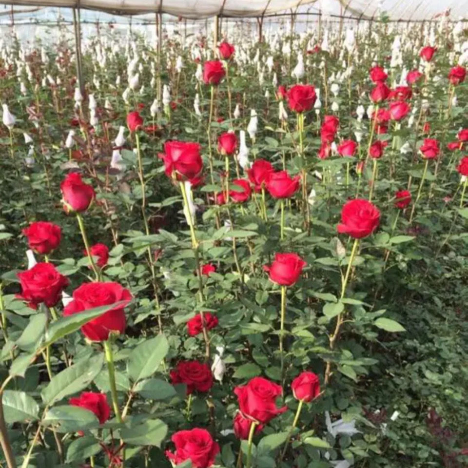 云南玫瑰四季开花种苗月季玫瑰花苗香浓型盆栽地栽室内特大花玫瑰