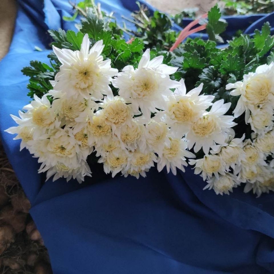 菊花鲜花花束扫墓缅怀祭奠追悼白菊鲜花花束极速同城