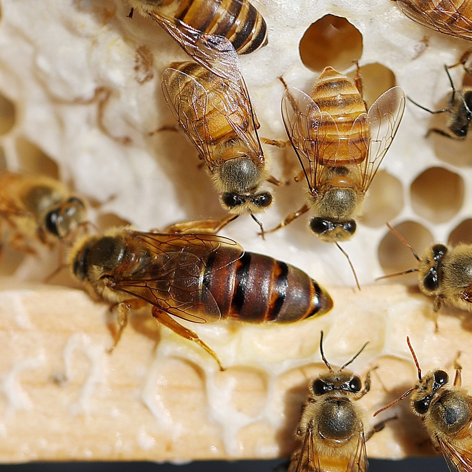 中蜂蜂王种王 中蜂新开产王 中蜂产卵王 双色处女王 阿坝处女王